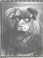 Annie Appel's Oso Smartie