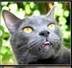 Clarissa Harwell's Four Greys