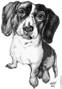 Solomon Perry's Cute Dog