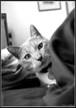 Dianne Woods' Peek Cat